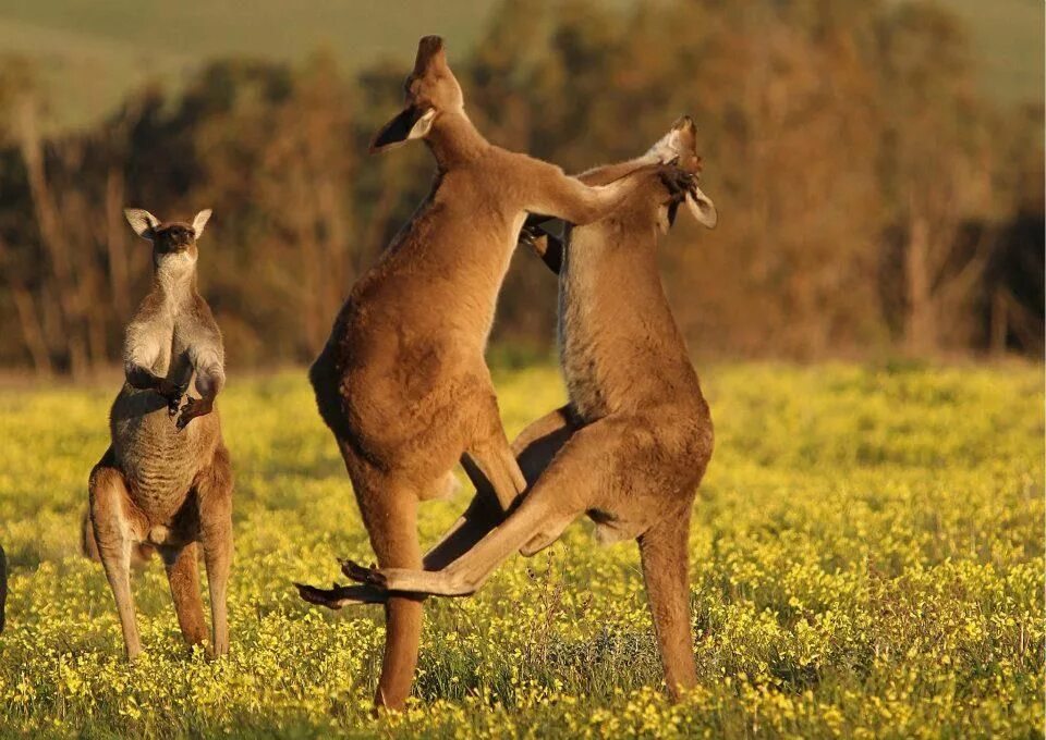 Почему самец гоняет самку. Кенгуру в Австралии. Одичавшие кенгуру. Кенгуру дерутся с кенгуру.