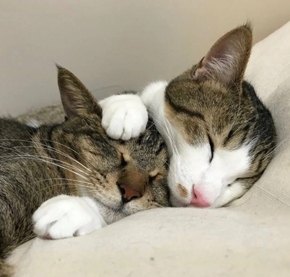Котики обнимаются. Котики спят вместе. Кошки обнимашки. Котики спят в обнимку. Кошки спят вместе