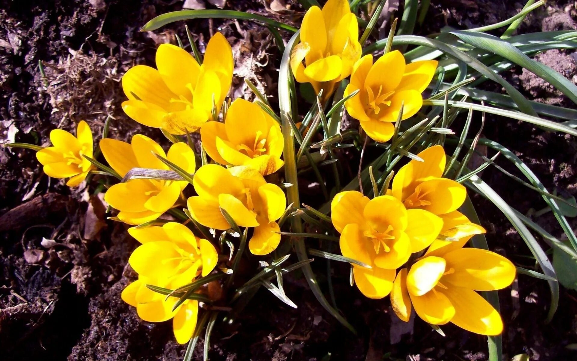 Крокус Йеллоу. Крокус золотистый ( Crocus chrysanthus ). Желтые первоцветы крокусы. Крокус желтый горный.