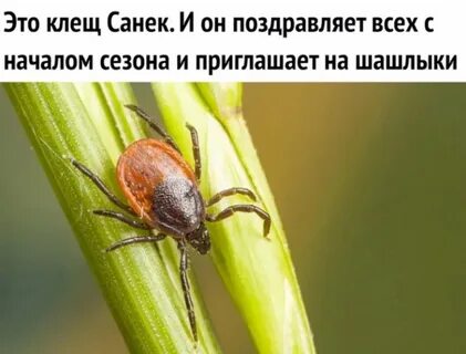 Клещ валера