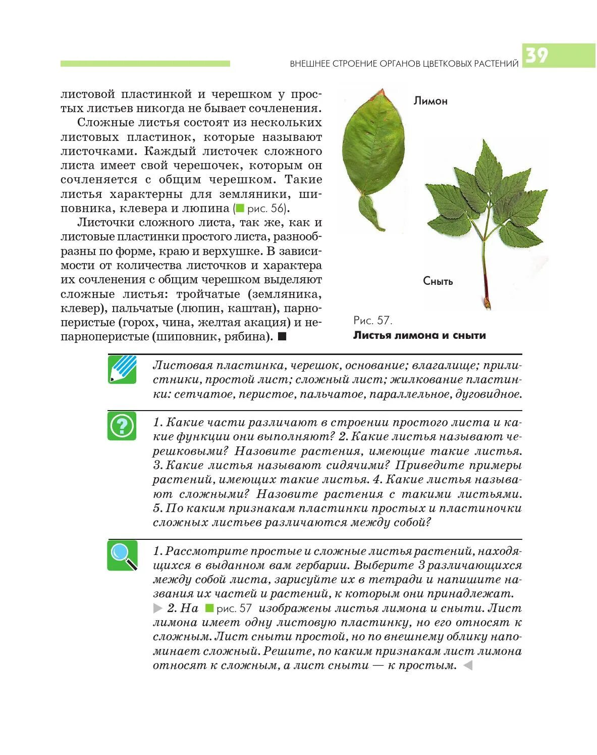 Шиповник сложное или простое. Строение листовой пластинки земляники. Признаки сложного листа. Форма листовой пластины у клубники. Форма листьев у лимона.