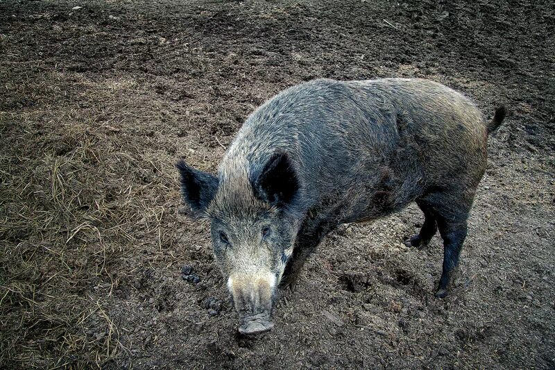 кабан и добрый в реальной жизни. кабан в реальной жизни. кабан ютубер. кабан в реальной жизни. лицо кабана и доброго в реальной жизни.