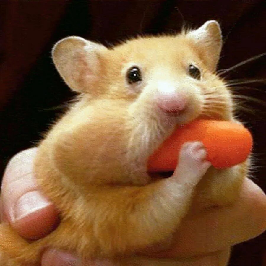 Как набрать друзей в hamster