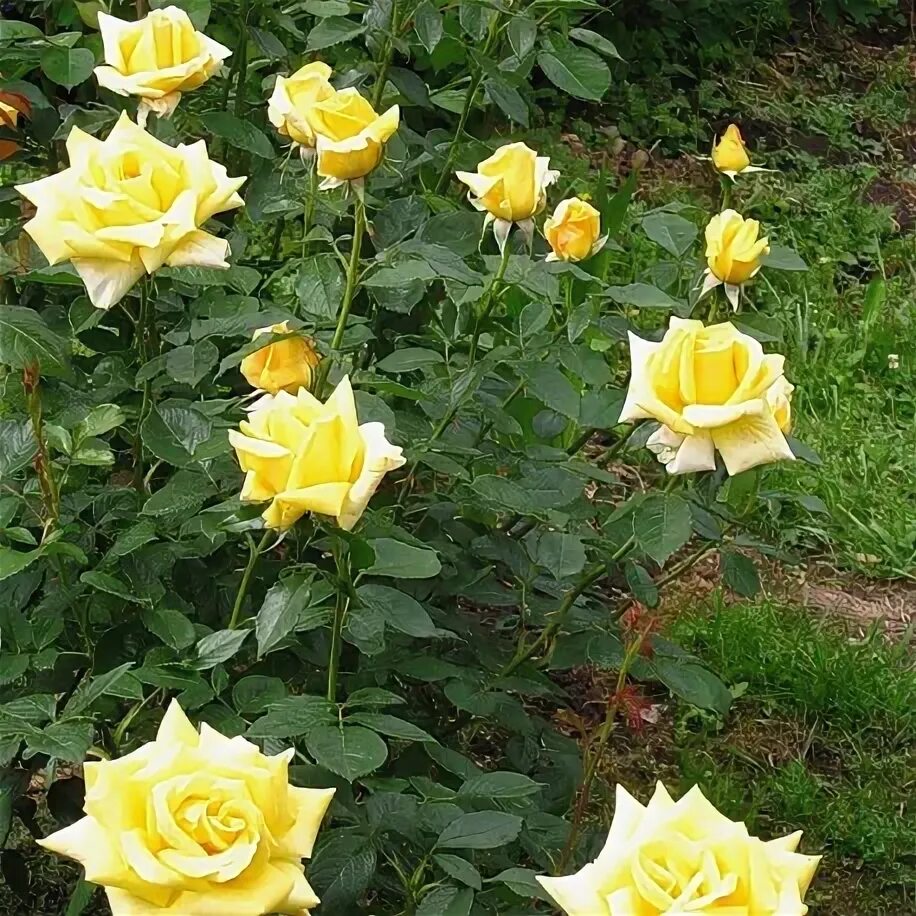 Pin on Virágok Yellow roses, Beautiful rose flowers, Flowers nature