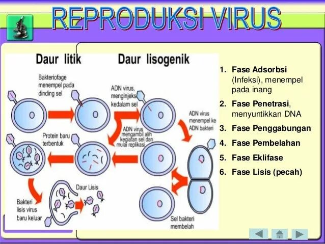 Sma viral 2024