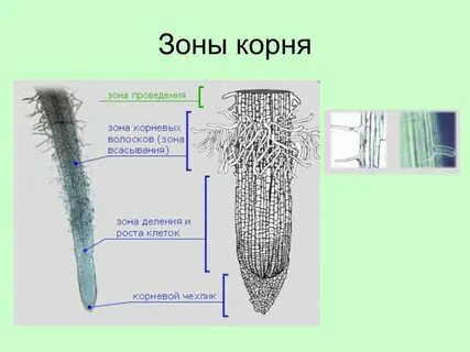 Зона роста корня какие клетки