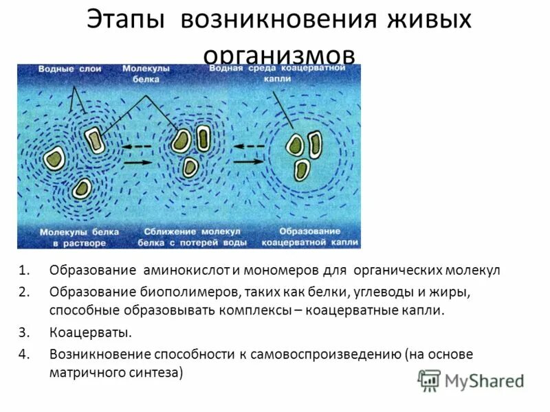 Коацерваты живые организмы. Возникновение живых организмов. Этапы возникновения живых организмов. Теория коацерватных капель. Этапы эволюции коацерватов.