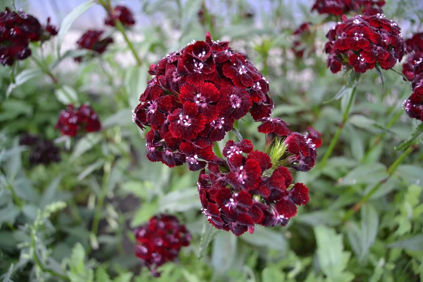 S3109 Гвоздика турецкая Sweet Black Cherry 5шт. - купить в Москве в интернет-маг