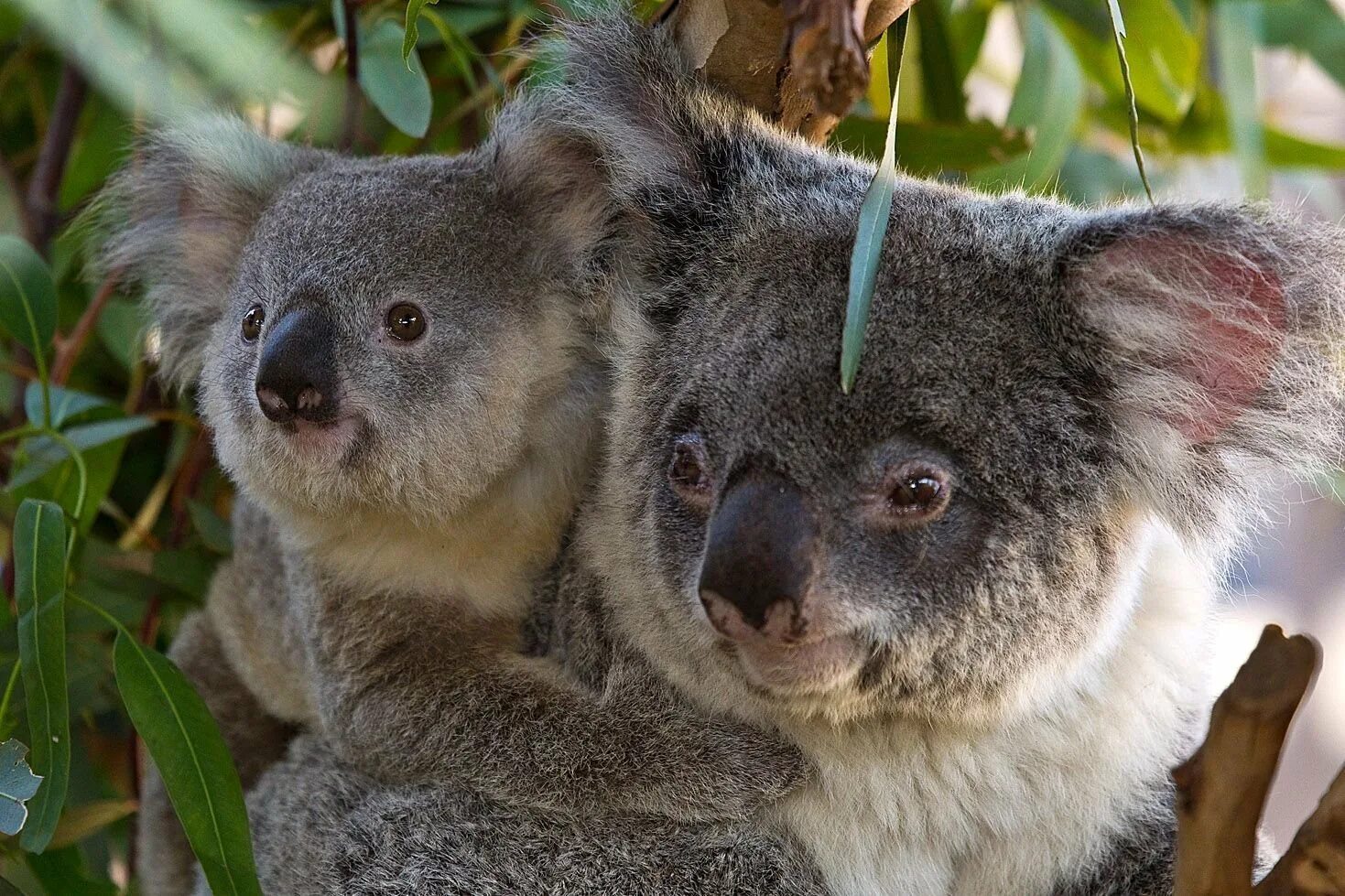 Сумчатое животное название. Коала сумчатое. Австралия сумчатые коала. Сумчатый мишка коала. Кенгуру, коалу и вомбат.