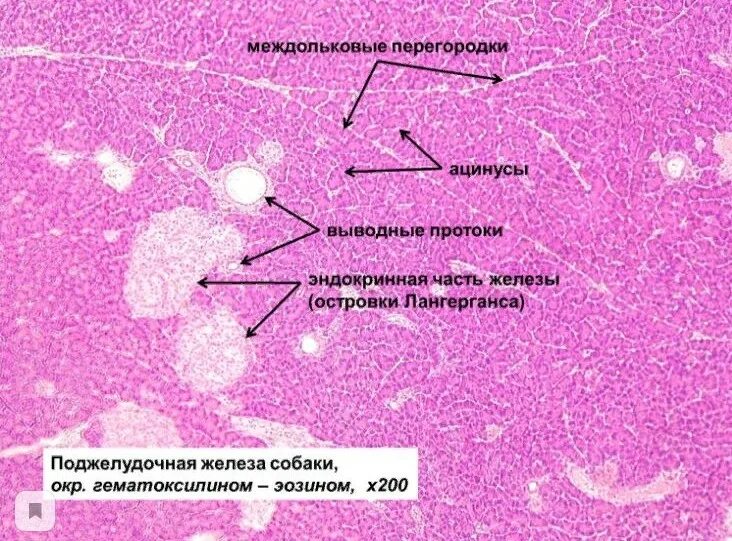 Строение поджелудочной железы гистология. Строма поджелудочной железы гистология. Панкреатический островок гистология. Поджелудочная железа микропрепарат гистология.