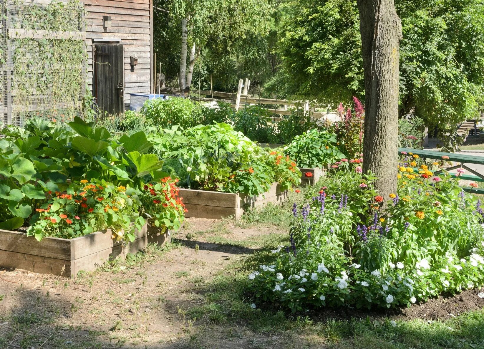 Грядки на участке. Огород на даче. Современный огород. Грядки-клумбы мавританский дворик. Реальные фото огорода.