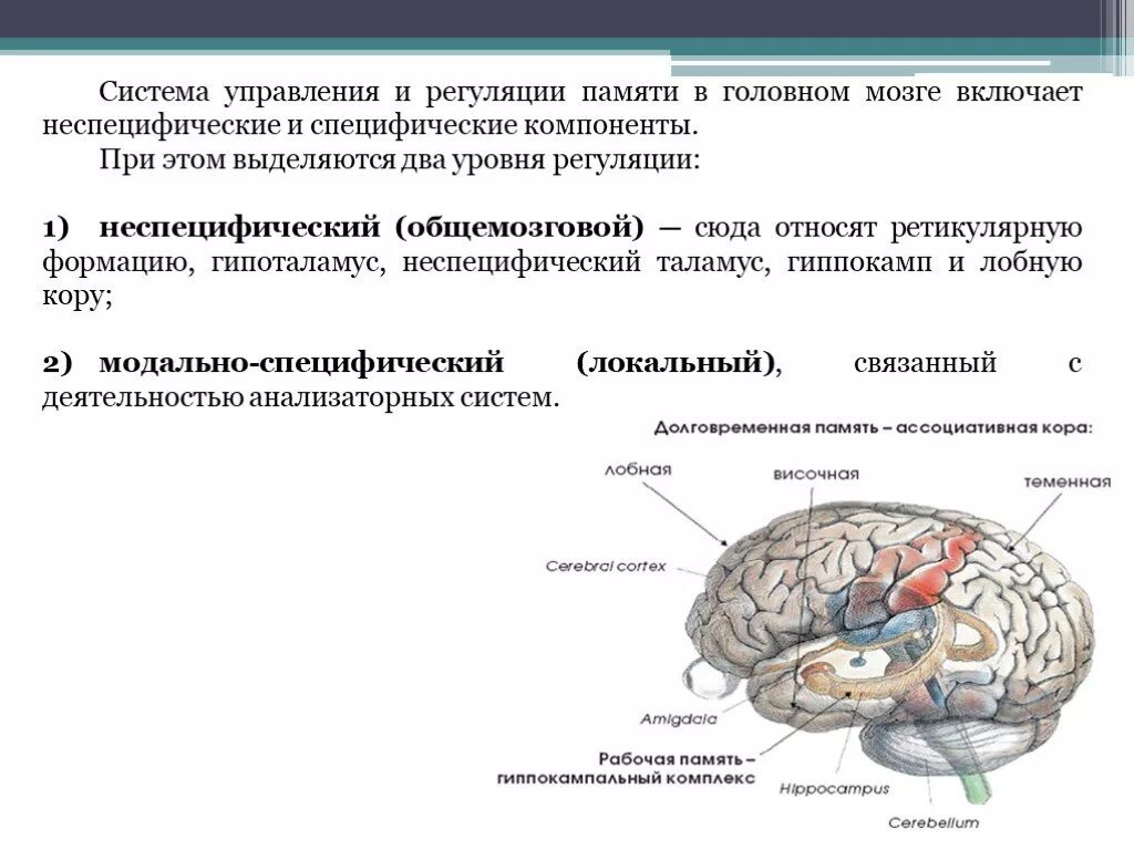 Уровни регуляции памяти. Физиологические основы памяти в психологии. Механизмы регуляции памяти. Физиологические основы памяти схема. Неспецифические изменения мозга