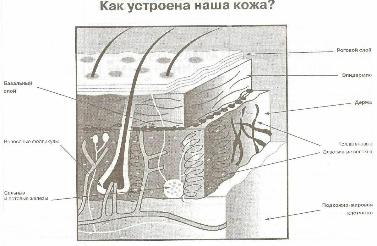 Рассмотрите изображение и определите какая структура кожи. Строение кожи слои кожи. Схема строения кожи ЕГЭ. Строение кожи ЕГЭ биология рисунок. Строение кожи 3 слоя.