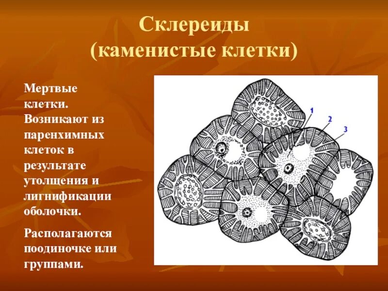 Клетка околоплодника. Каменистые клетки плода груши. Склереиды строение. Механические ткани склереиды груши. Склереиды строение клеток.