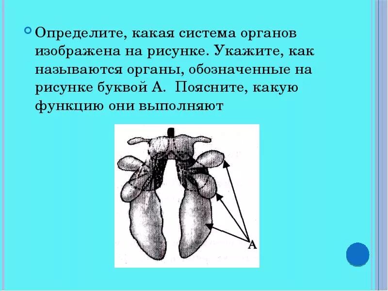 Как называется орган человека изображенный на рисунке