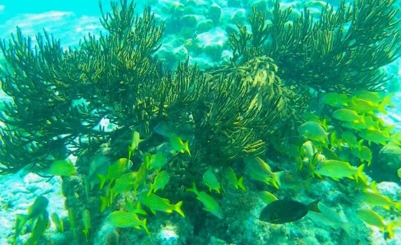 Ламинария в холодных морях. Планктонные растения водоросли Арктики. Планктонные растения (водоросли) арктической пустыни. Фукус, ламинария, аскофиллум. Ламинария зеленая водоросль.