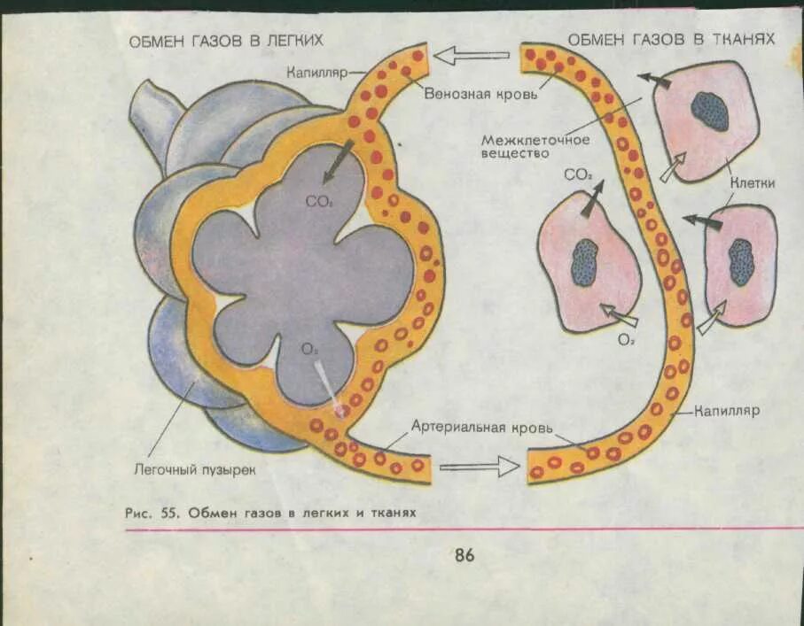 Круги газообмена в легких. Легочный газообмен схема. Процесс газообмена в легких и тканях схема. Схема легочного и тканевого газообмена. Схема газообмена в легких и тканях 8.