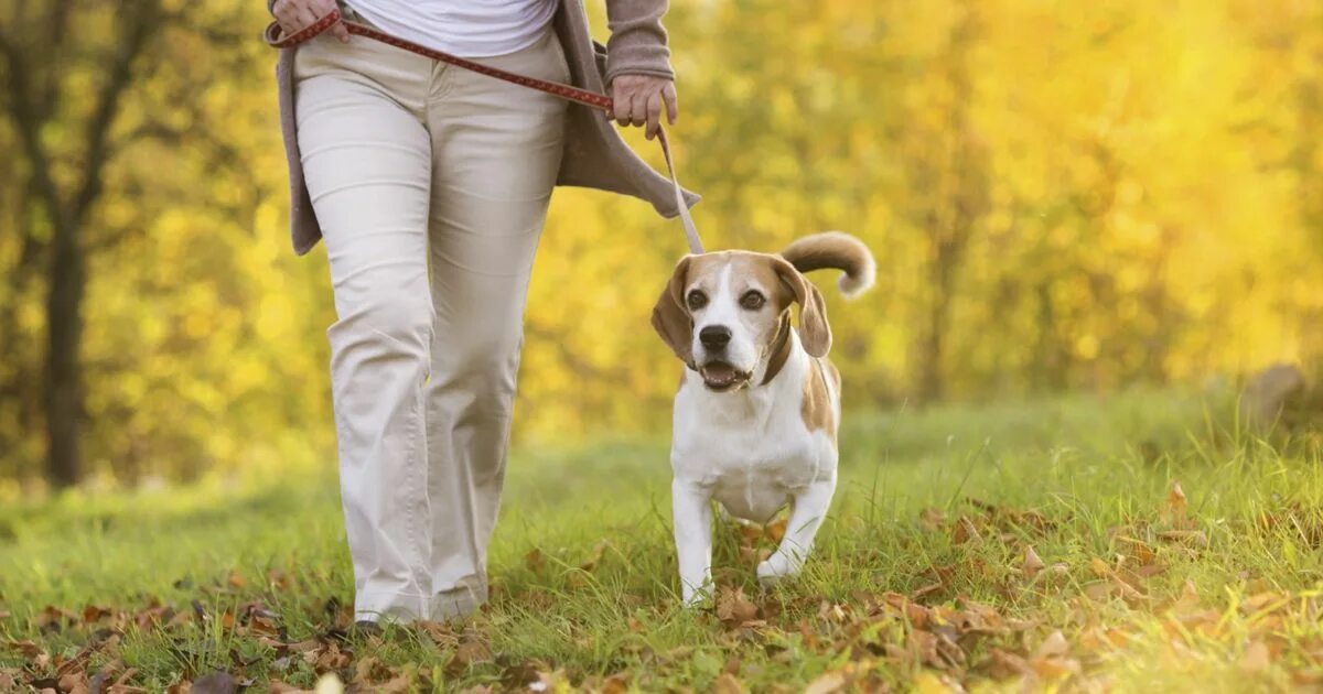 Walking pet. Прогулка с собакой. Гулять с собакой. Безопасность в поводок. Собака с хозяином на прогулке.