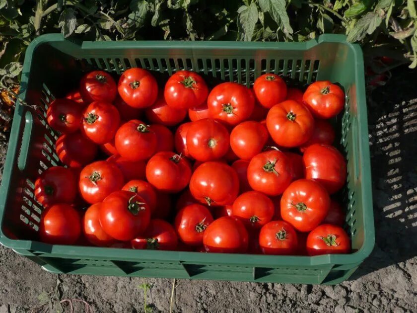 Урожайность томата бобкат. Томат Бобкат f1. Семена томат Бобкат f1. Томат Персиановский f1. Бобкат f1 томат характеристика.