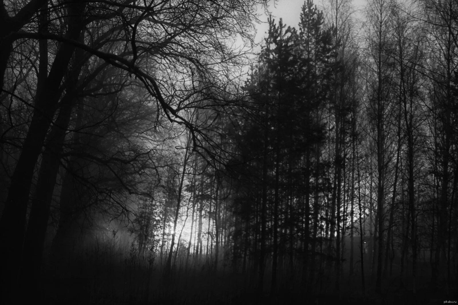 Самый черный лес. Темный лес. Мрачный лес. Страшный лес. Лес тёмный мрачный.