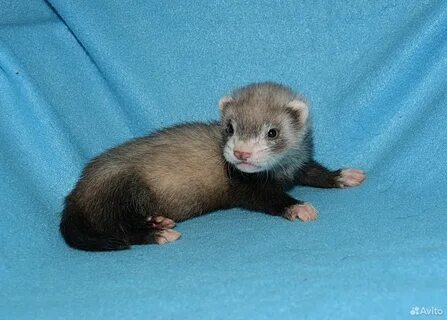 Маленький хорек