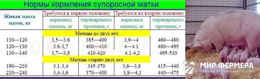 Можно ли месячным поросятам давать. Нормы кормления супоросных свиноматок. Рацион кормления холостых свиноматок. Рацион кормления подсосных свиноматок. Норма корма свиноматки супоросной.