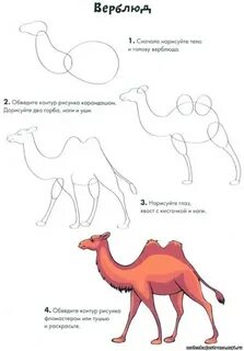 Верблюд схема 1 класс