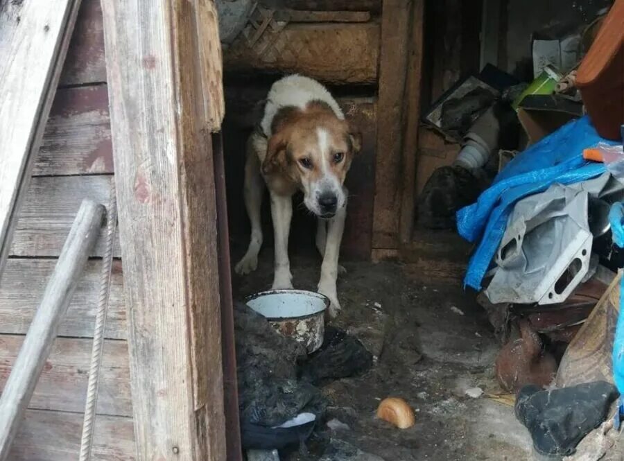 Голод звери. Жительница Дзержинска заморила пса голодом.