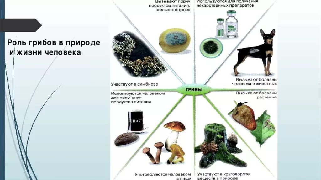 Грибы вызывающие порчу продуктов питания. Роль грибов в природе схема. Роль грибов в жизни человека. Роль грибов в жизни человека кратко. Роль грибовов в природе.