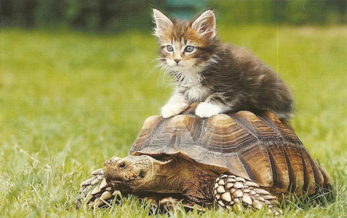 Кот и черепаха. Кошка черепашка. черепашья кошка. котенок и черепаха.