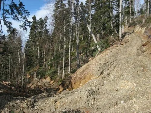 сплошная рубка леса. вырубка лесов на склонах. вырубкой леса на территории национального парк. оползни карпаты. вырубленные леса в закарпатье.