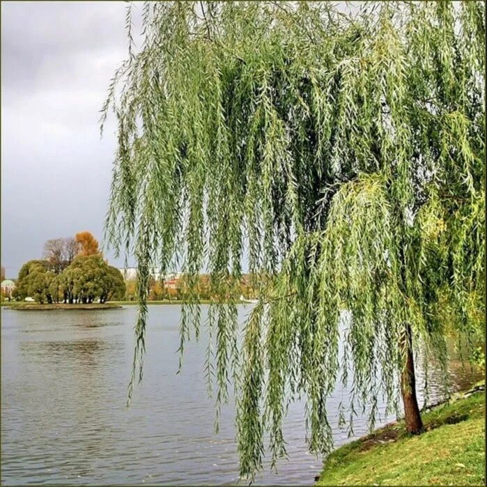 ива козья пендула. плакучие ветви. ива свердловская плакучая. ива желтая плакучая. ива пендула килмарнок.