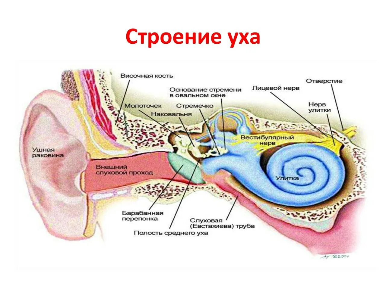 Строение слухового анализатора анатомия. Строение слухового анализатора 8 класс биология. Отделы слухового анализатора физиология. Части слухового анализатора Рецептор. Внутреннее ухо орган слуха состоит