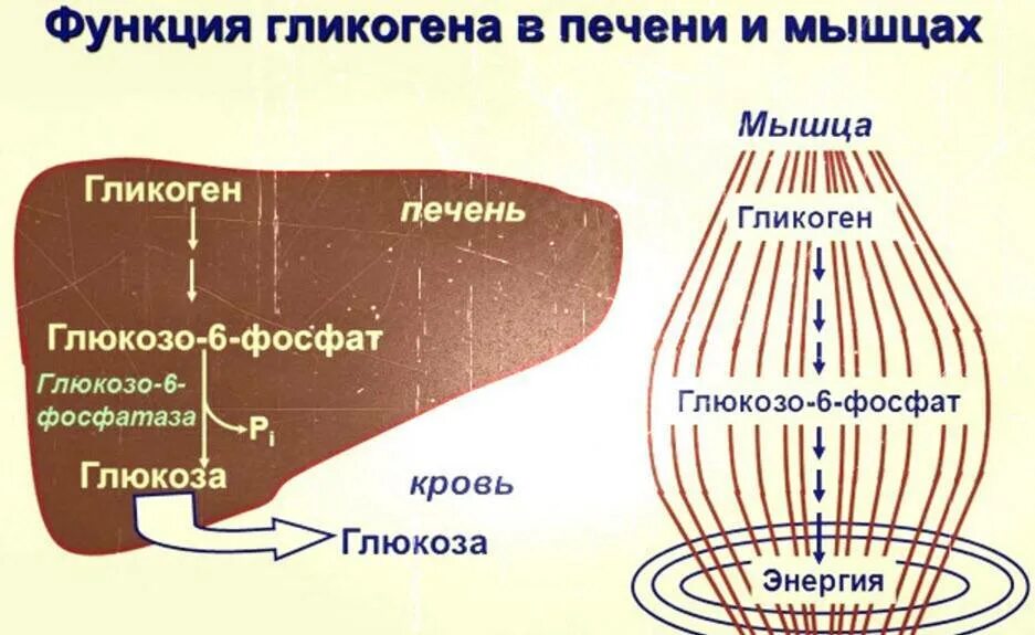 Функции гликогена в печени. Гликоген в мышцах. Гликоген в печени и мышцах. Роль гликогена в мышцах. Содержание гликогена в печени