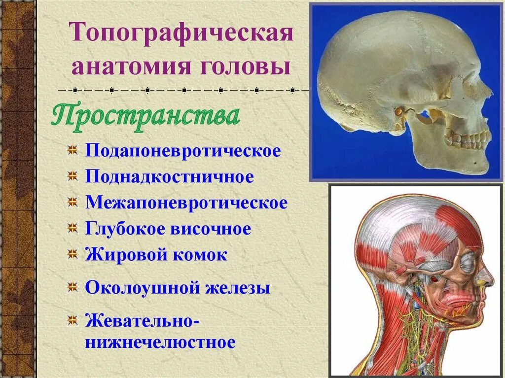 Топографическая анатомия головы. Топографическая анатомия голо. Топографические образования головы. Топография головы анатомия.