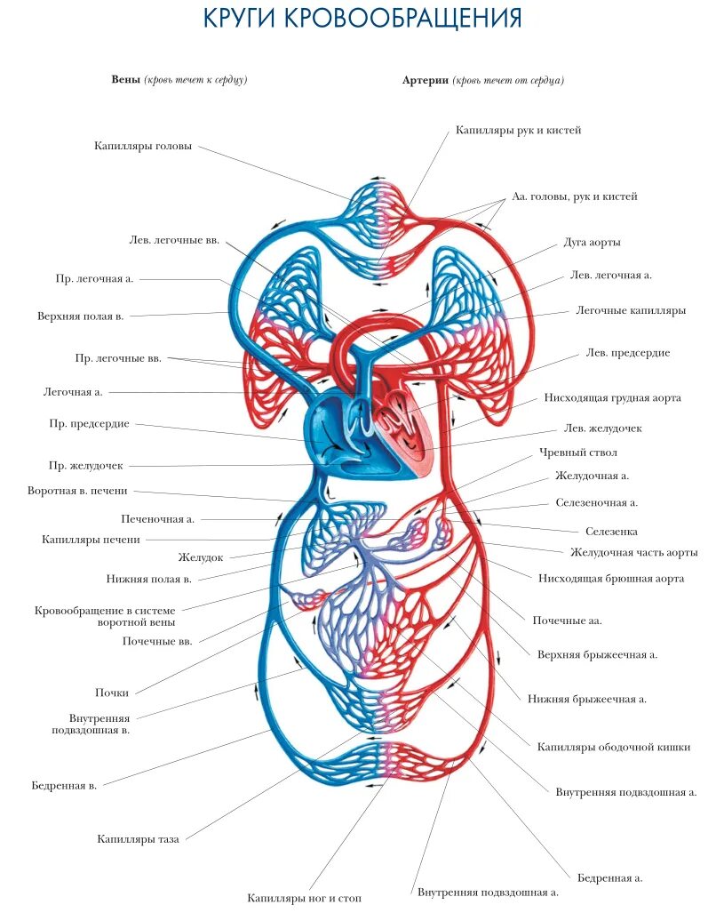 Малый круг кровообращения и большой круг кровообращения схема. Вены малого круга кровообращения анатомия. Малый и большой круг кровообращения человека схема анатомия. Кругикровообрадения схема. Кровеносная система сердце вены артерии капилляры