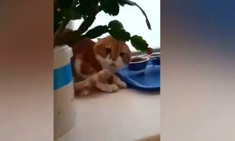 Глумятся видео