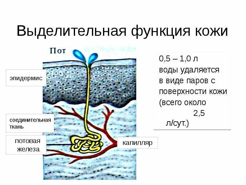 Выделительная функция кожи связана с. Секреторная функция кожи. Кожа выделительная система. Выделительная функция кожи. Выделительная система человека кожа.