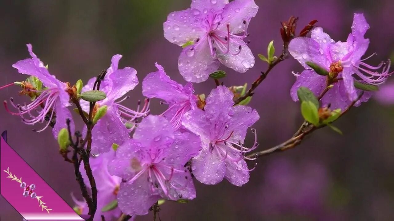 Багульник в забайкалье. Багульник рододендрон. Багульник амурский. Багульник даурский. Багульник рододендрон.