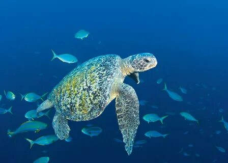 Marine wildlife