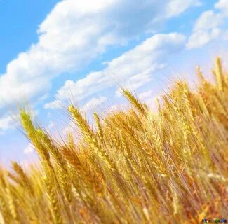 Широкое пшеничное поле
