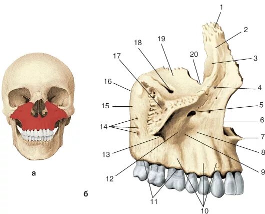 Клыковой ямки. Верхнечелюстная кость черепа анатомия. Верхняя челюсть кость анатомия. Строение кости верхней челюсти человека. Бугор верхней челюсти анатомия.