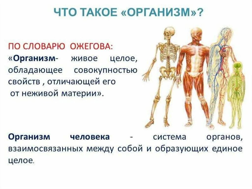 Окружающий мир 3 класс строение человека система органов. Система органов организма человека 3 класс окружающий. Система органов человека 3 класс окружающий мир Плешаков. Организм человека презентация. Как работает наш организм 3 класс тест