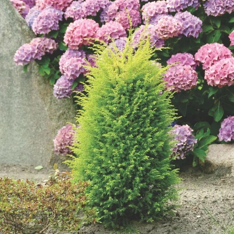 Голд коне описание. Можжевельник голд коун. можжевельник обыкновенный голд кон. можжевельник juniperus communis gold cone. можжевельник вертикальный голд кон.