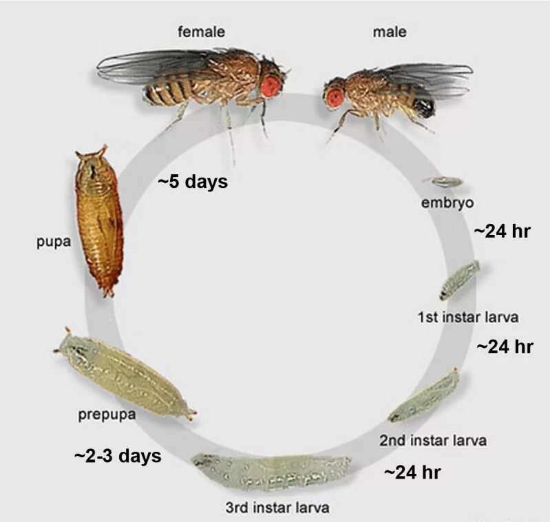 Зеленая мясная муха тип развития