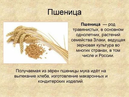 Как правильно пишется слово пшеница