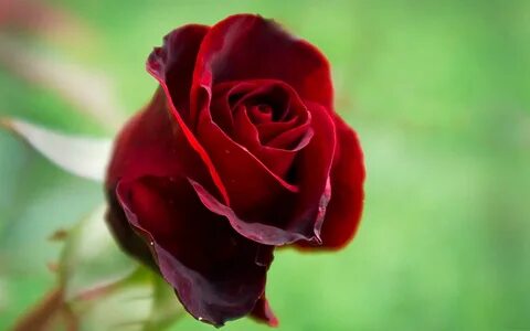 Very beautiful rose