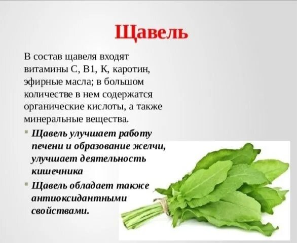 Полезность щавеля. Щавель картинка. Щавель кислый. Щавель это что означает. Щавель что полезного.