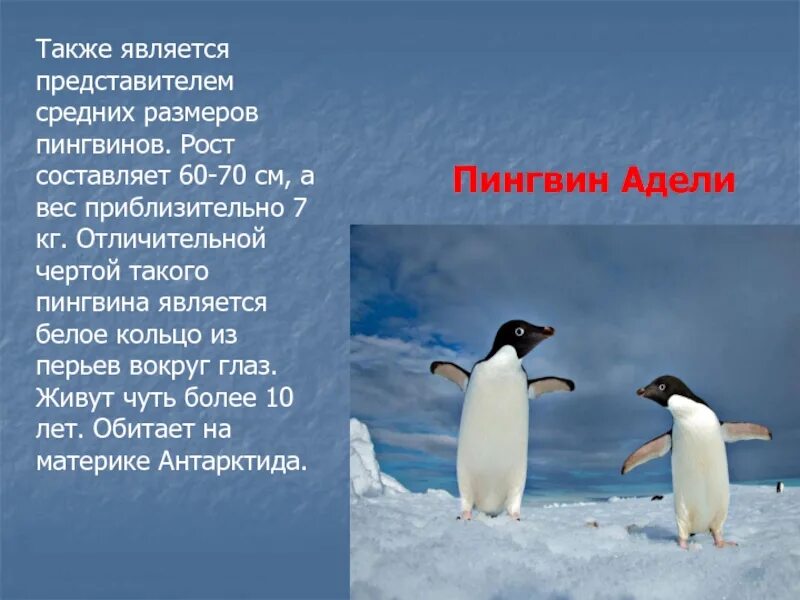 Представители пингвинов. Где живёт Пингвин?. Средний рост пингвина. Пингвины отличительные особенности. Где обитает пингвин материк