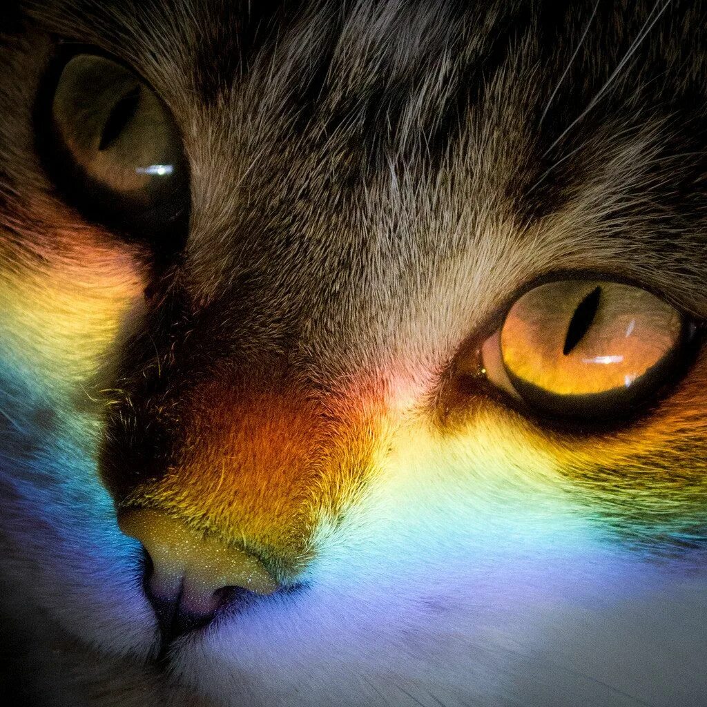 Радужка кошки. Радужные котики. Кошка на радуге. Кот с радужными глазами. Разноцветный кот.